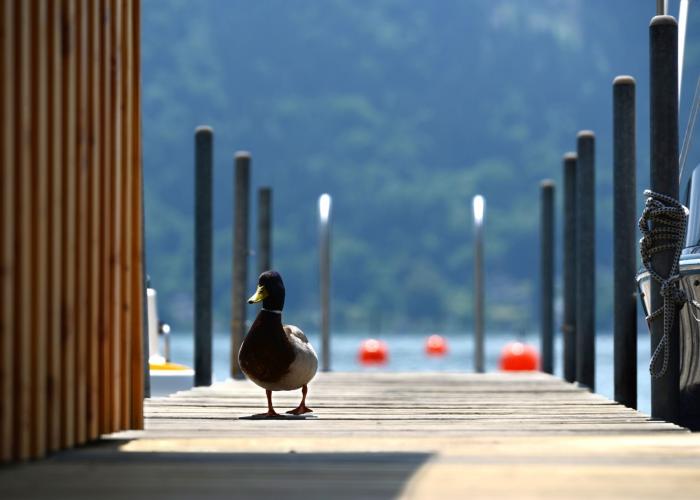 Ente